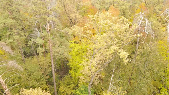 Forest Beautiful Landscape in an Autumn Day