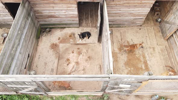 Dogs at the Shelter. Aerial View Slow Motion