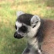Lemur of Madagascar Ringtailed - VideoHive Item for Sale
