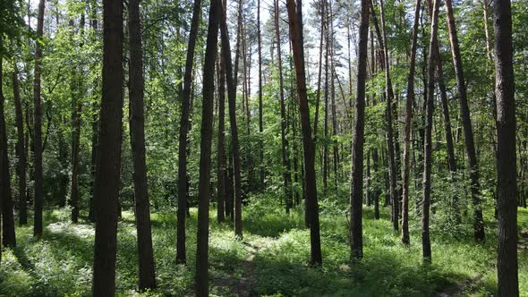 Trees in the Forest By Summer Day