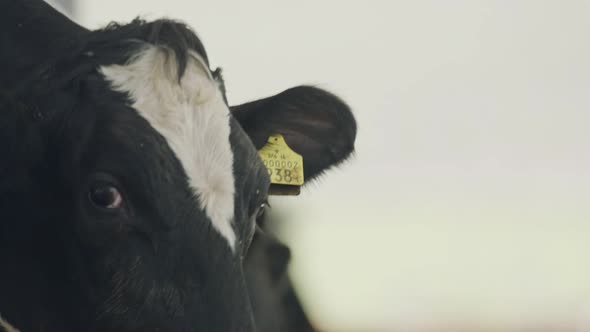 Dairy cows eating hay in a large stable on a dairy farm