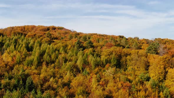 Dolly Zoom Drone Flight Over Fall Forest. Autumn Leaves and Trees. Orange, Red, Yellow and Green