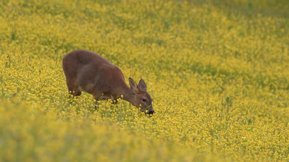 Roe Deer in a Field of Buttercups
