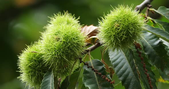 Chestnut trees, The Cevennes National park, Lozere department, France