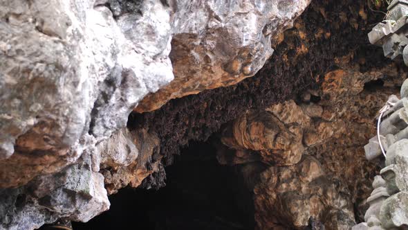 Bats in a Cave in Bali