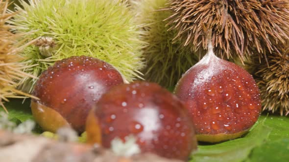 Macro Reveal shot hedgehog Chestnuts and chestnut fruit on green Leaves - Concept