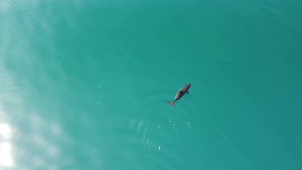 Aerial View of the Dolphins Slowly Swimming in Crystal Clear Calm Turquoise Waters