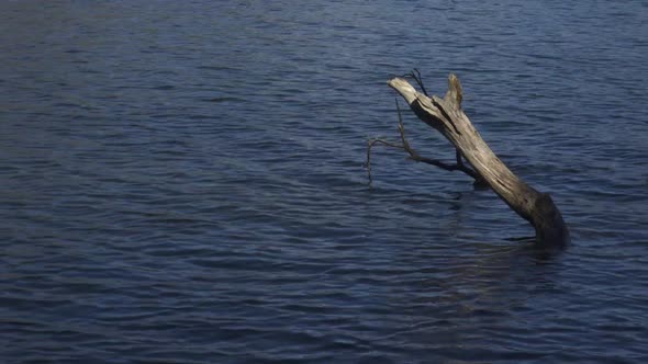 Trunk comes out of the lagoon. calm water lagoon