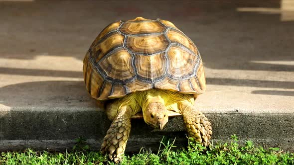 This Sulcata Tortoise doesn't let anything stand in its way, not even a six inch step down.