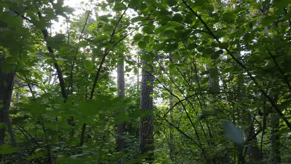 Green Forest with Trees By Day