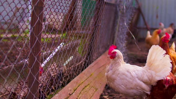 Close Up of Chicken Walking Near Fence in Paddock Outdoor