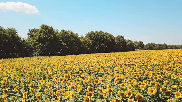 Aerial view of sunflower field. Aerial view flowering sunflowers