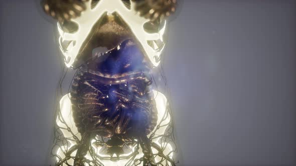 Human Body with Visible Skeletal Bones alt