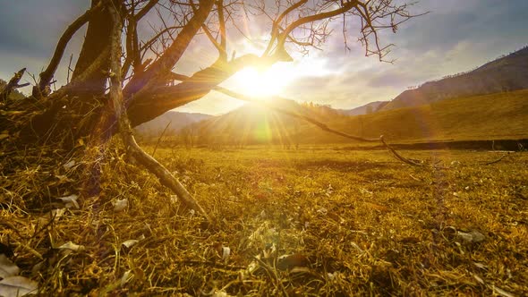 Time Lapse of Death Tree and Dry Yellow Grass at Mountian Landscape with Clouds and Sun Rays