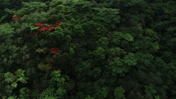 Beautiful red royal poinciana or flamboyant flower (Delonix regia) in summer