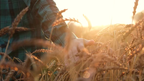 Female Hand Touching Golden Ear of Wheat in a Wheat Field During Sunset.