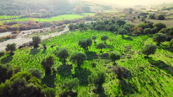 Mediterranean Landscape Drone Slowly Flying Through Olive Trees Beautiful Nature View of Green Grove