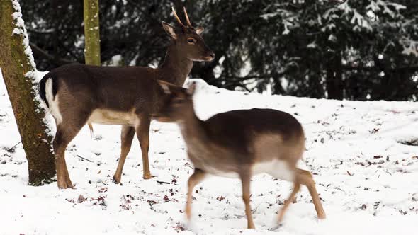 A fallow deer doe and buck running in snow,winter forest,Czechia.