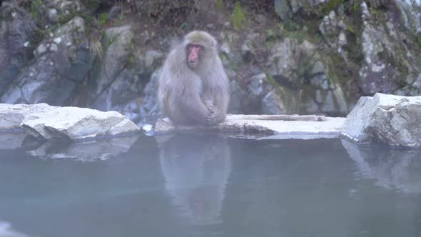 A Japanese snow monkey or Macaque with hot spring On-sen