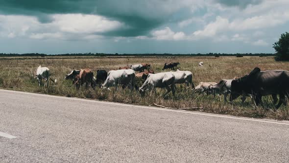 Herd of African Humpback Cows Walking at the Side of the Asphalt Road Zanzibar