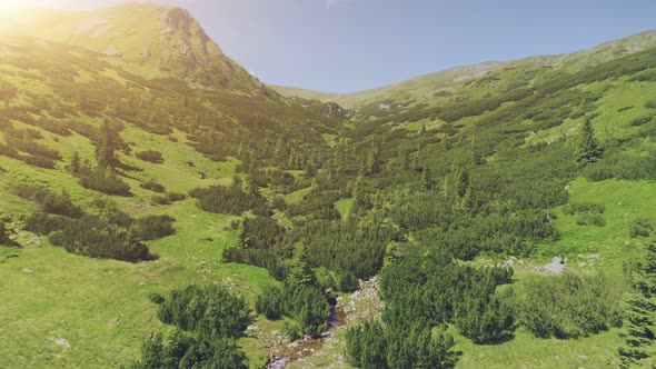 Green Valley with Pine Tree Forest and Curve Rive