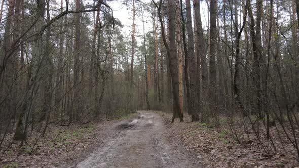 Road in the Forest During the Day Slow Motion