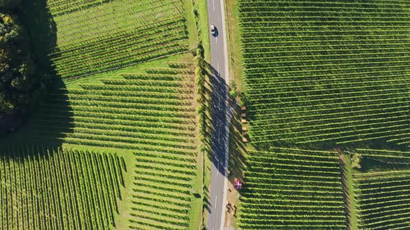 Aerial  Top View of Vineyards Durring Sunny Day in Late Summer.