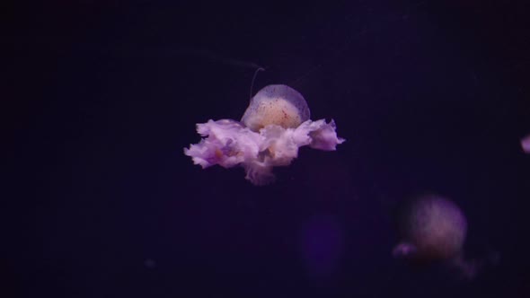 Medusa jellyfish floating in zoo aquarium, medium shot