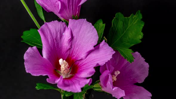 Hibiscus Flower Blossom Timelapse on Black 7