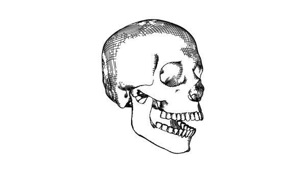 Sketch Style Human Skull Black and White Colored Looped Animation