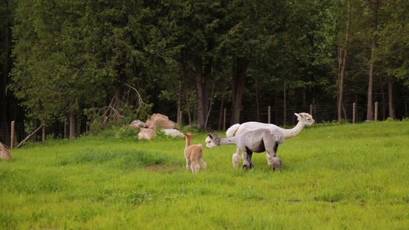 Alpacas Wandering in a Green Ground