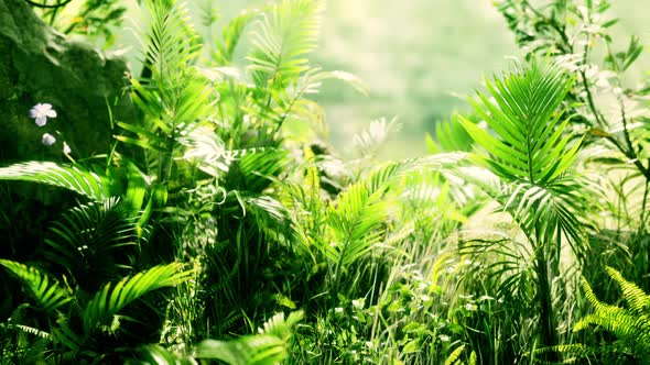 Close Up Jungle Grass and Plants