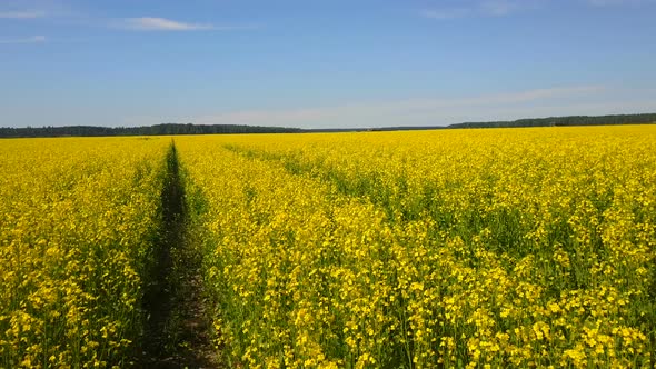 Rapeseed Fields Aerial 9