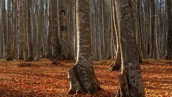 Autumn (4K)