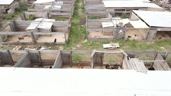 Dogs at the Shelter. Aerial View Slow Motion