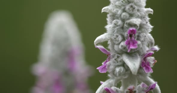 Stachys byzantina  or woolly hedgenettle.