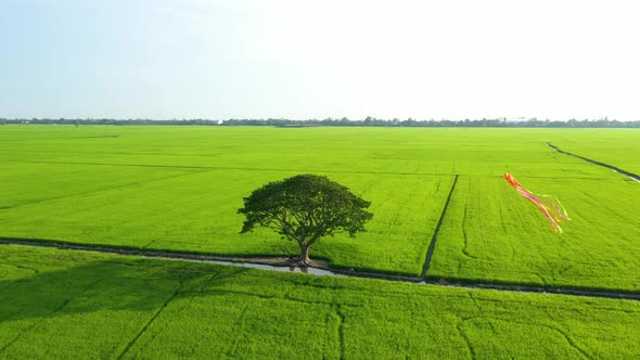 Peaceful landscape with alone tree, kites and green fields in the countryside