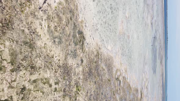 Zanzibar Tanzania  Vertical Video of Low Tide in the Ocean Near the Coast Slow Motion