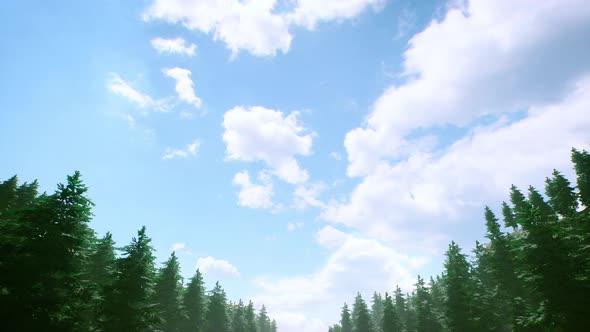 Forest Path Walking While Looking At The Sky 4K 01