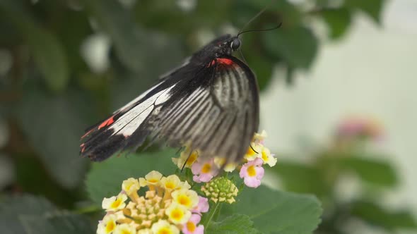 Macro shot of black butterfly resting on colorful flower in nature - Beautiful details shot with ant