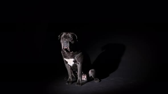 Cane Corso in a Dark Studio on a Black Background in the Light of a Spotlight