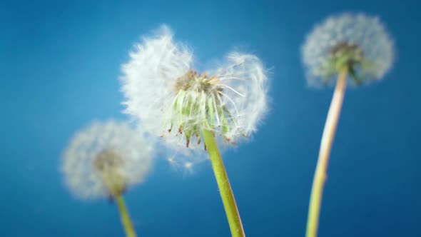 White dandelion blossom gets blown away by the spring wind