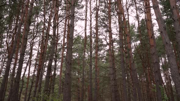 Pine trees swaying in the wind in cloudy weather.