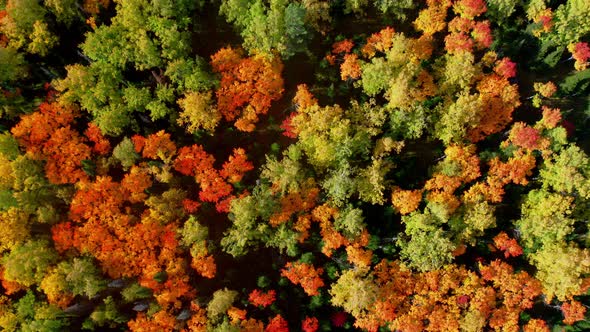 Aerial Top Down Flying Above Colorful Treetops of Deciduous Forest in Fall