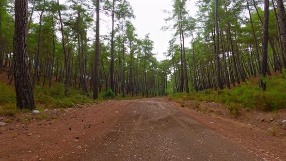 Car Drive Forest (4K)