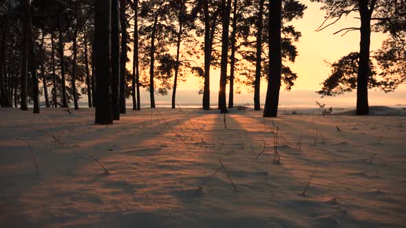 Blizzard in Winter Forest. Beautiful Christmas Winter Forest at Sunset. Pines in Park Covered with