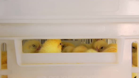 Poultry and Chicken Breeding