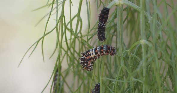 Macro shot of several immature swallowtail butterfly caterpillars as they climb on a branch of anise