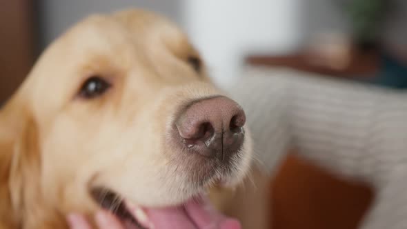 Positive Man Petting and Stroking His Golden Retriever Dog at Home Happy Student Live with His Pet