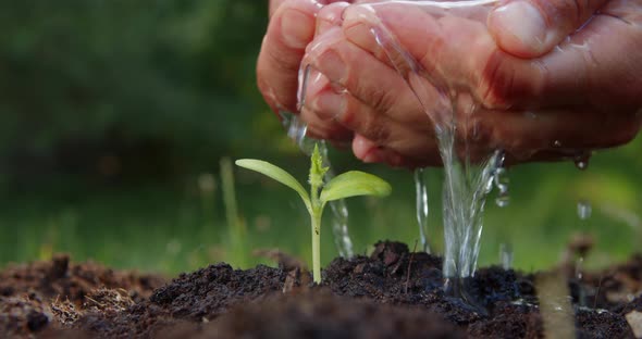 Farmer Waters a Young Plant From His Hands Slow Motion